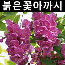 붉은꽃아까시 실생1년 뿌리(특) 5개/나무 묘목/활엽수/정원용