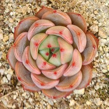 다육식물(퍼글) 랜덤, 1개