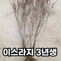이스라지 3년생 정원 원예용 산 앵두 묘목 나무
