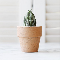 미니화분 월동자