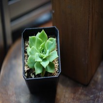 맘스플라워 환엽맥도가리 다육 식물