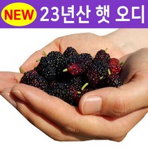 2023년 햇 오디 5kg 명품토종 오디 100% 세척, 없음, 단품