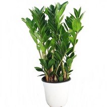 트리앤 복들어오는 금전수 보석금전수 공기정화식물, 04. 금전수(중중129) 1개 1개