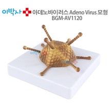 이박사 아데노바이러스 모형 BGM-AV1120