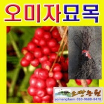 (D소망)오미자나무묘목(실생2년생) 20그루, 20개