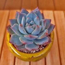 파랑새 키우기 쉬운 다육식물 화분포함1-60랜덤, 1개