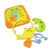 뇌구조 두뇌 모양 퍼즐놀이 학습완구 실험 창의 원리 방과후 탐구 연구 교구 과학
