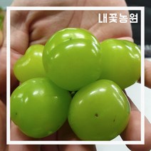 내꽃농원 신품종 청포도(샤인머스켓) 삽목 1년 특묘