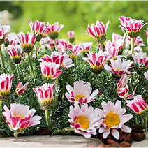 구름국화-아나시클루스 10cm화분묘묘종 (4개) 허브식물 노지월동 다년생 재입고 천지가야생화