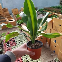 맛상행운목 소품40, 1개