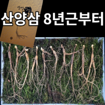 정선이장님네 장뇌삼 10년근 산양삼 산삼 자연산 장뇌 산양산삼 8년, 10년근5뿌리