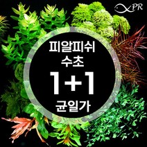 [1+1 행사] 피알피쉬 수초 모음 / 초보 전경 후경 수초, 36.바코파 몬니에리 5촉 1+1