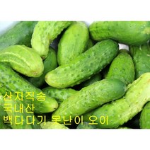 백다다기 못난이 백오이 국내산 상주 오이 오이지용 2kg 5kg 10kg, 10, 10개