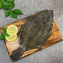 자연산 봄 도다리 1kg 2마리~5마리