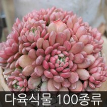 제이팟 다육이 키우기 쉬운 국민 다육식물 200종류 판매 미니 화분, C15. 릴리시나