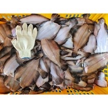 당일잡은 기름가자미 세꼬시 회로가능한 가자미, 특대가자미 10마리