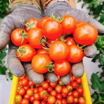 [곰배령농산물] 산지직송 강원도 인제 곰배령 방울토마토 700g+700g, 대추방울(빨강)