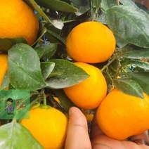 여름상회 로얄과_귤_2.5kg_귤림원_타이벡_감귤_밀감_제주_제주도 DE37, 상세페이지 참조