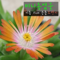 허브여울다육 미니송엽국 오렌지(주황) 지름 15cm 중품화분, 1개