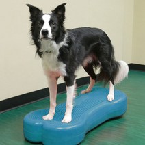 핏포즈 자이언트 핏본 Fitpaws Giant FITbone 강아지, 1개, 청록