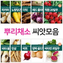 뿌리 채소 씨앗 모음 양파 무 당근 비트 빨간무 콜라비 과일무 더덕 도라지 인삼, 아랑무
