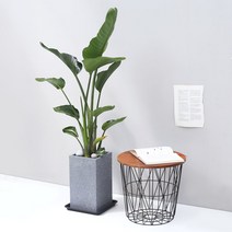 아침향기 공기정화식물 대형화분 FRP 화기 화분 - 여인초 (극락조), FRP 그레이 여인초, 1개