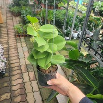 50~60cm 159 수입호야 파치클라다호야 매화호야 행잉식물