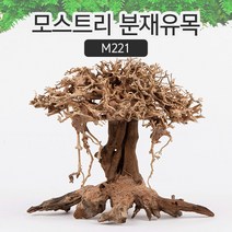 모스트리 분재유목 M221 모스 활착 수족관 레이아웃 수조, 상세페이지 참조