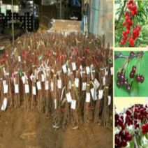 (HG)체리나무묘목 접목1년 2그루(선택형)타이톤 홍등, 1개