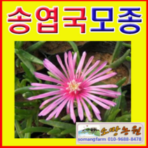 (G소망)사철채송화(송엽국)모종(포트) 15개