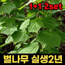 1+1 핫딜몬 벌나무묘목 2년생 1주 벌나무 산청목 산겨릅 묘목