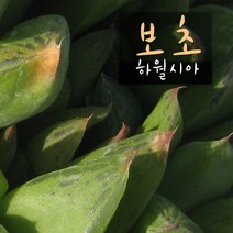 허브여울다육 보초 (하월시아) 지름 9cm 소품 다육화분, 1개