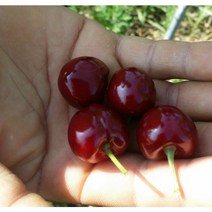 향수묘목농원 체리 나무 3년생분묘 자가수정체리 우량대목, 우량대목체리, 자가수정체리분묘