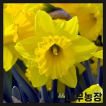(나무농장) 수선화구근 10종 시리즈, 5.플라워 퍼레이드 ( 5개묶음 )