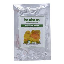 탄토라 알몬드잎 M (Tantora Catappa leaves 10 Leaves/Bag)