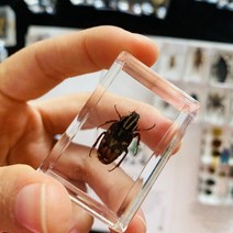 조각품 명확한 수지 문진 견본에있는 각종 곤충, 24 24