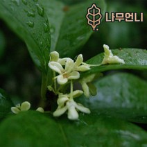 목서나무﻿ 나무언니, 은목서 키120cm분묘