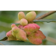 오배자(자연산 건조 천연구강건강)300G, 1, 1개