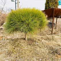 청년농부 반송 소나무 중형소나무 조경수 관상수 옥상조경 조경나무, 1개