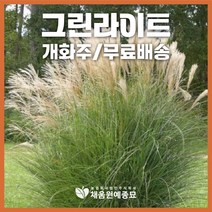 채움원예종묘 그라스 그린라이트 7호화분 개화주 수크령 억새 갈대 사초 정원 조경, 그린라이트(7호화분), 1개