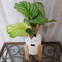 베스트플랜트 공기정화식물 키우기 쉬운 반려식물 소품 우드스탠드, 오리비폴리아화이트+우드스탠드, 1개