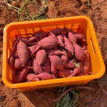 제철맛집 베니하루카 꿀고구마 5 10kg, 특상5kg