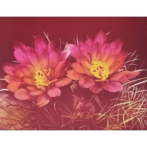 리 트렌톤 피시훅 칵투스 유한회사 에드 리소그래피 넘버링/핸드사인