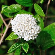 리서스원예 공조팝나무 공조팝묘목 공조팝 개화주 H1.0 전후 5주 묶음, 공조팝 5주 묶음