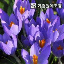 크로커스 구근 5구세트 2023년 신상품 가림원예조경, 즈와넨버그(5구세트)