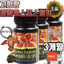 콜레우스 포스콜리 고함량 95% 함유 먹기편한 분말 가루 타블렛 형 폴레우스 포스콜린 1일 2정, 1개월 x 3통