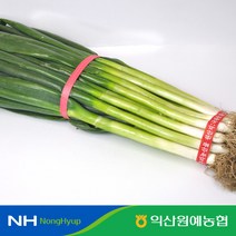 [익산원예농협] 건강한 국내산 대파 1단 (2kg / 4kg 내외), 2kg내외 작은단 1단, 대파 2kg내외 작은단