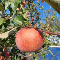 내외 5K 풍기사과 영주사과 사과 21-25과