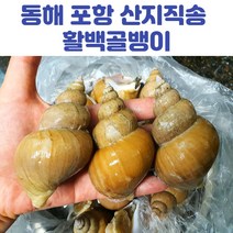 인기 많은 울진백골뱅이 추천순위 TOP100 상품 소개