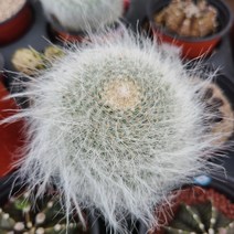 옹옥선인장 마밀라리아 흰털의매력 다육식물 플랜테리어